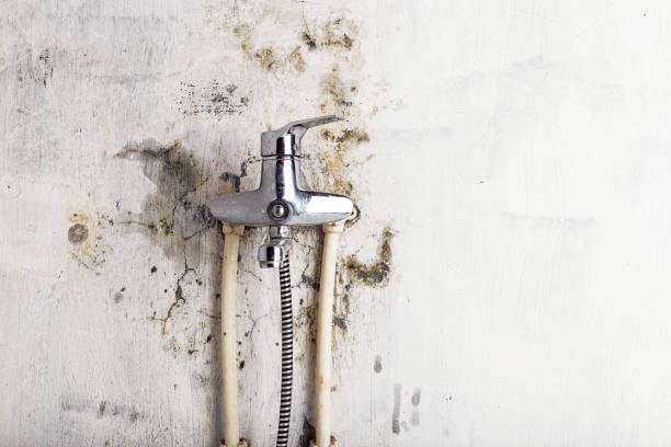 Best Emergency Mold Removal  in Lomita, CA