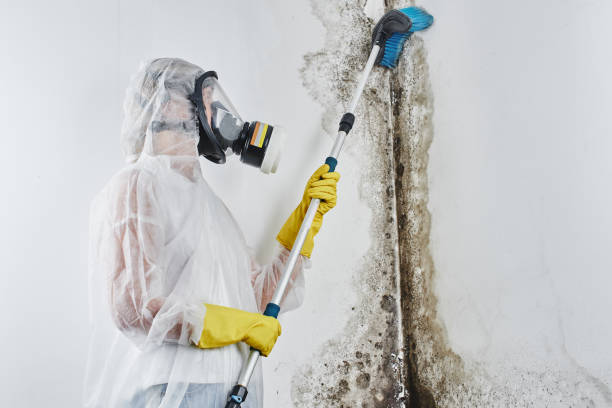 Best Crawl Space Mold Removal  in Lomita, CA
