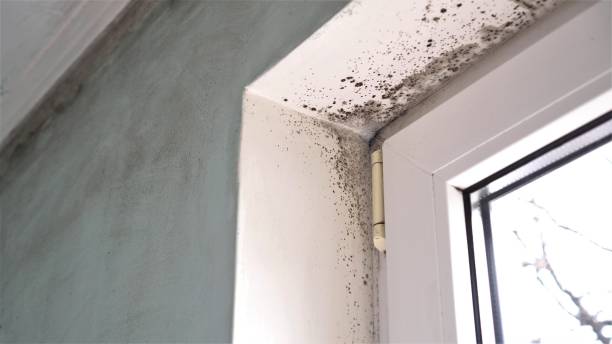 Best Home Mold Removal  in Lomita, CA