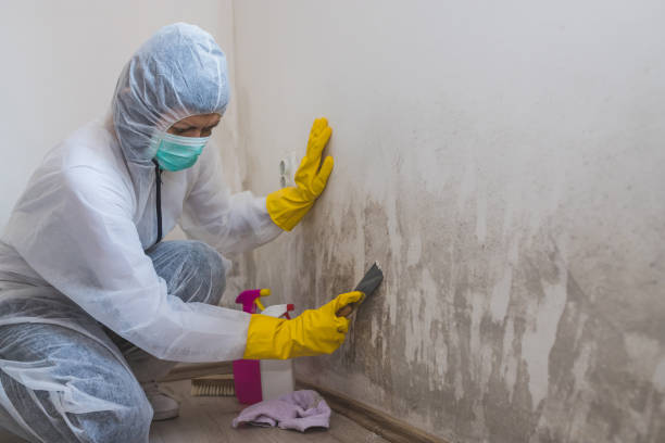 Crawl Space Mold Removal in Lomita, CA