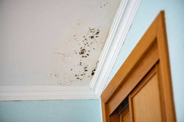 Best Mold Testing  in Lomita, CA