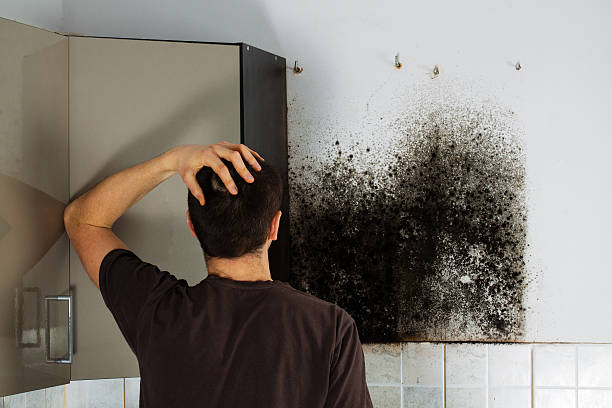 Best Mold Cleaning Services  in Lomita, CA
