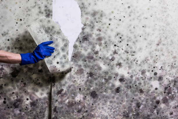 Best Attic Mold Removal  in Lomita, CA