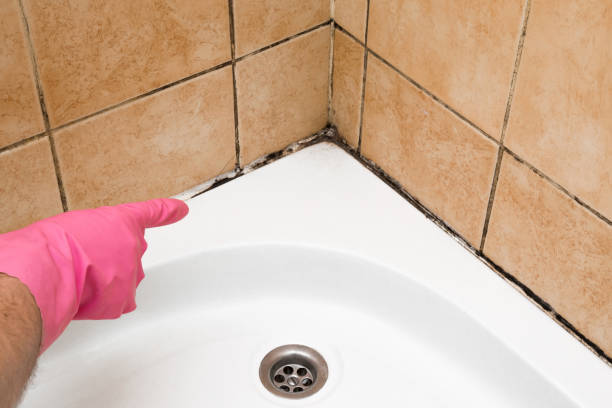 Professional Mold Removal in Lomita, CA